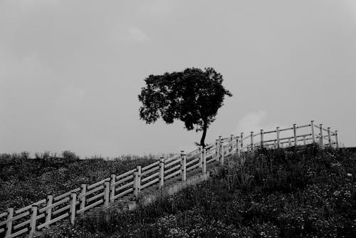 Бесплатное стоковое фото с горизонт, дерево, деревянный