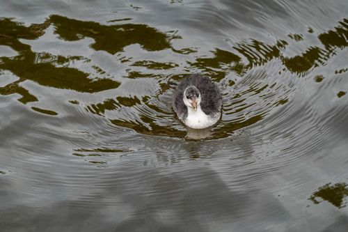 Free A detailed close-up of a waterfowl gleaming on rippling lake waters, perfect for nature photography enthusiasts. Stock Photo