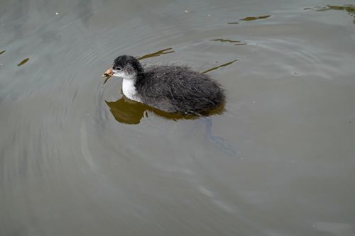 Free A black and white coot chick paddling in a calm lake, captured up close. Stock Photo
