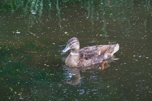 Close-Up Shot of a Duck Swimming on Body of Water