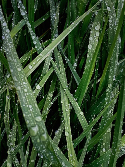 Green Grass with Water Droplets in Close-up Shot
