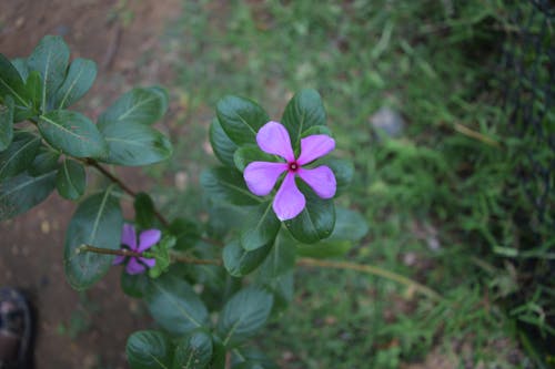 Kostenloses Stock Foto zu blume