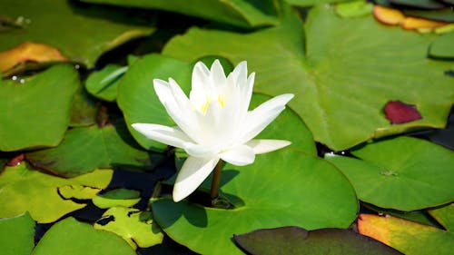 Bunga Lily Air Putih Sedang Mekar