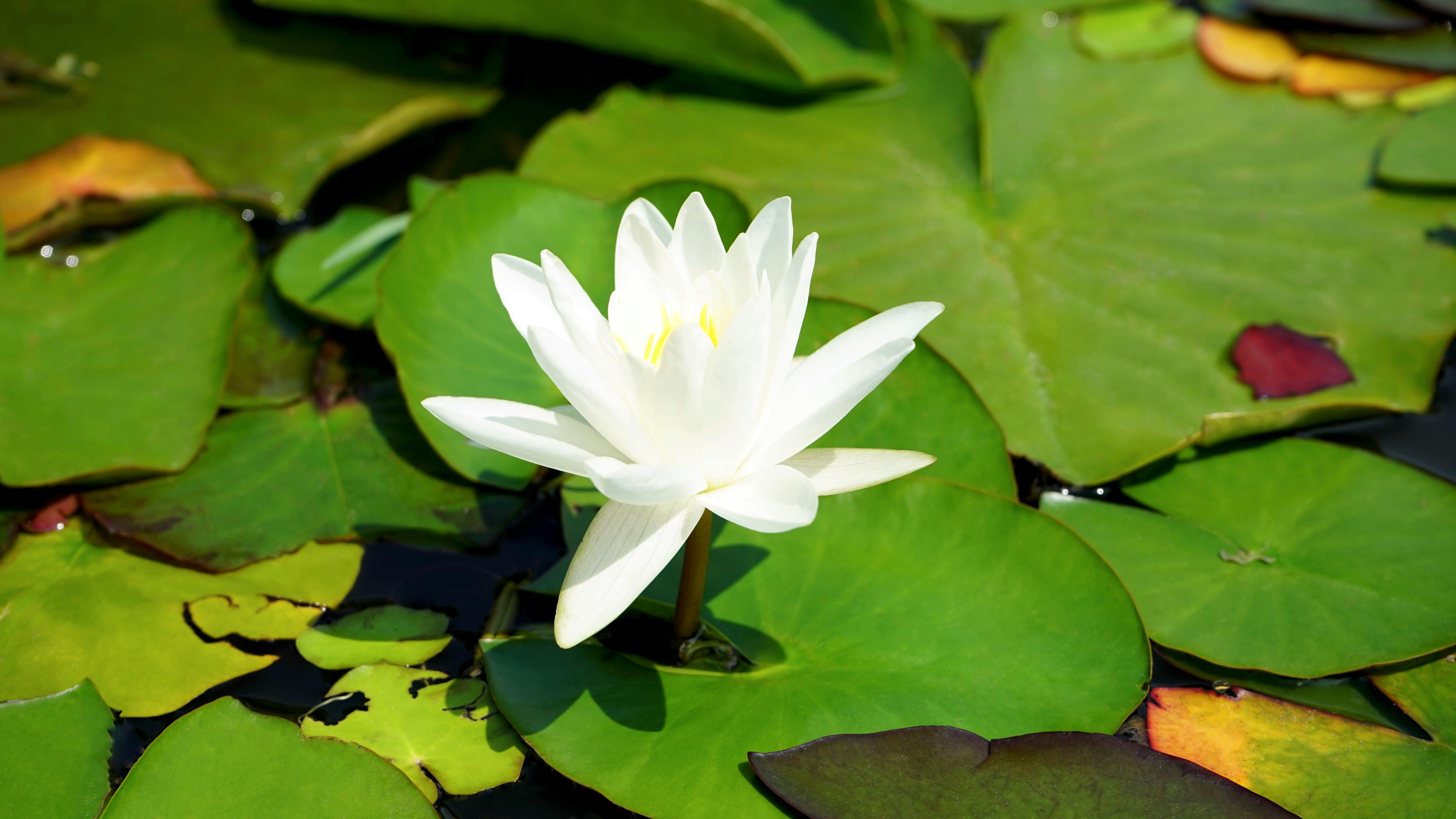 300.000+ melhores imagens de Flor De Lótus Branca · Download 100% grátis ·  Fotos profissionais do Pexels