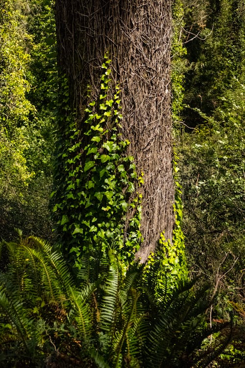 Photos gratuites de arbre, centrales, croissance