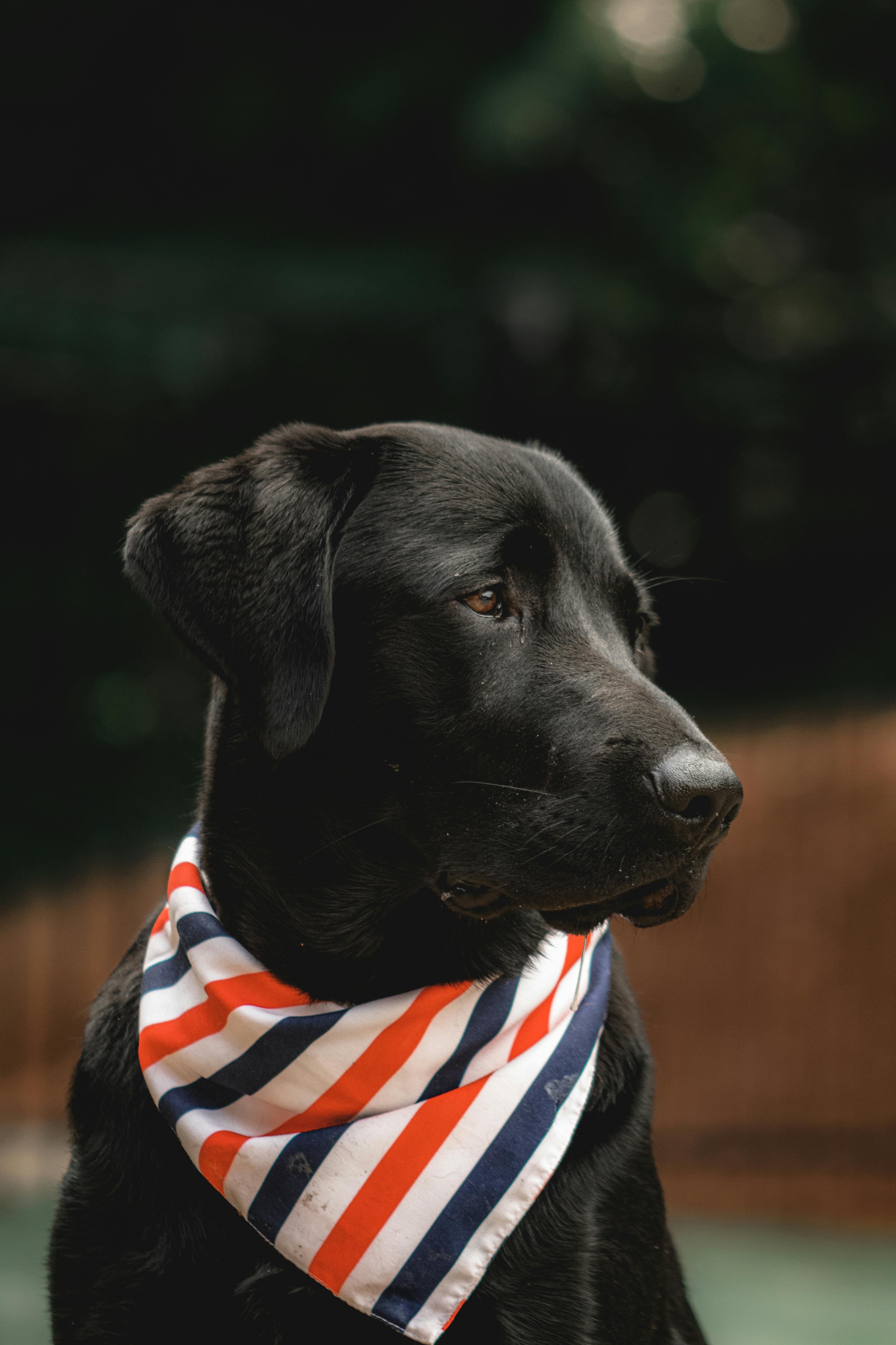 Close-up of Black Dog With Bandana · Free Stock Photo