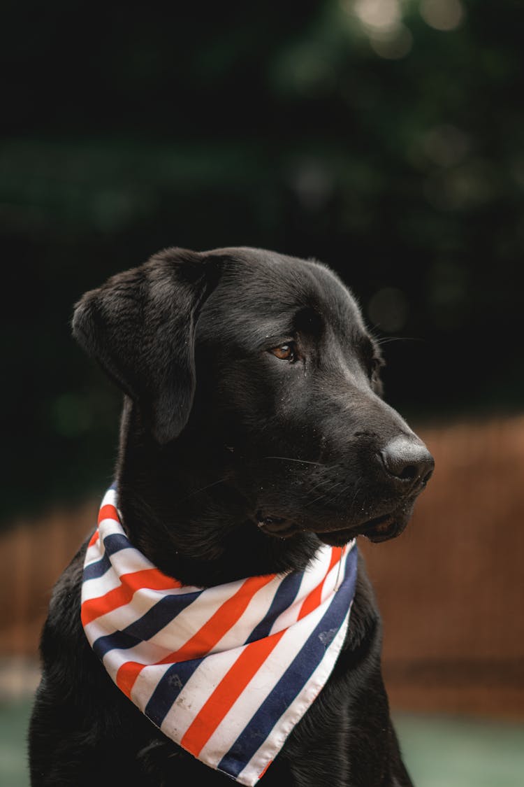 Close-up Of Black Dog With Bandana 