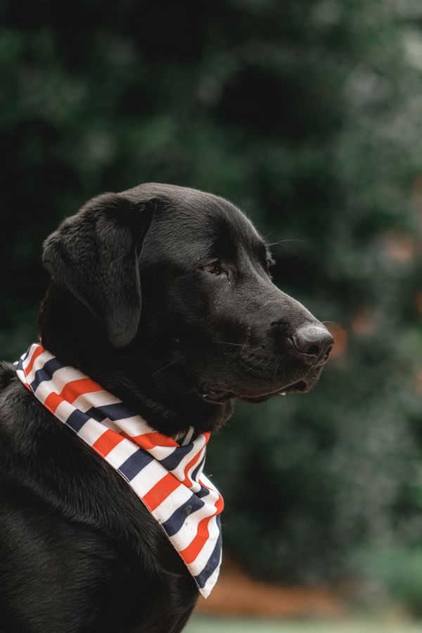 A labrador wearing a striped neckerchief