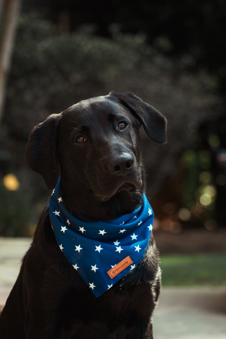 Black Labrador Retriever With Blue And White Bandana