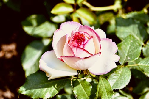 Pink Rose in Bloom