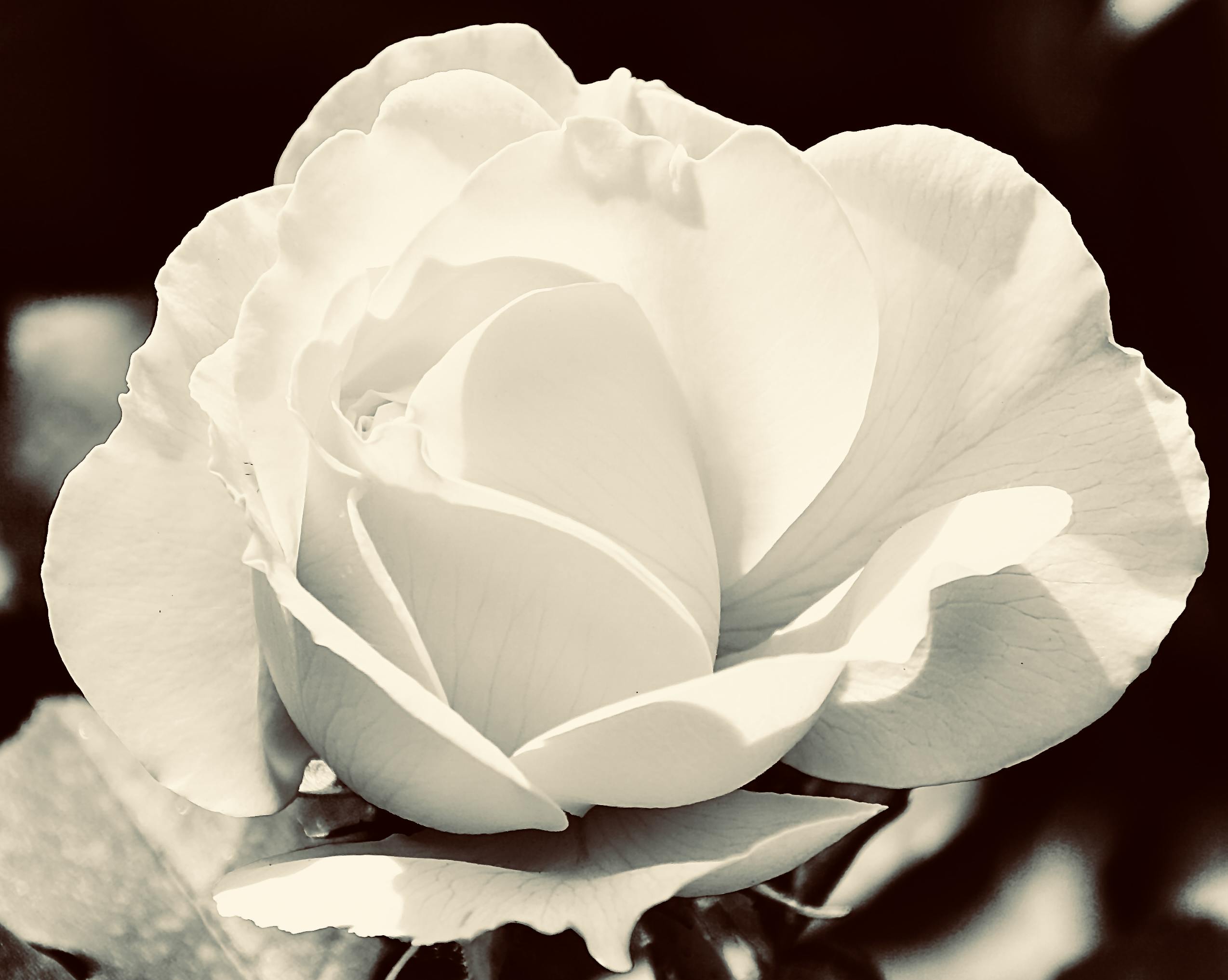 how much are black and white roshes