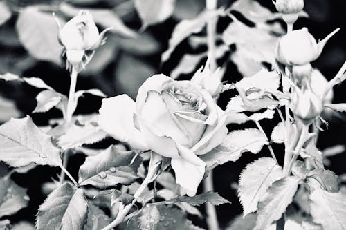 Grayscale Photo of Blooming Roses