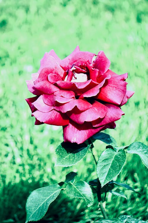 Close-up of a Red Rose in the Garden 