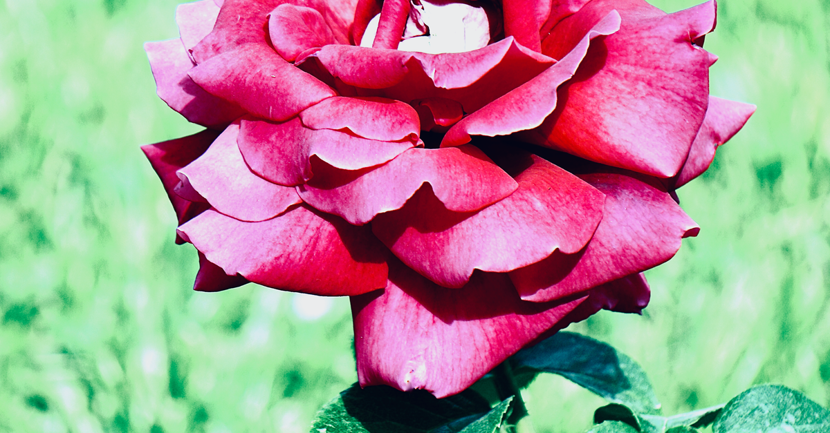 Red Roz Close-up of a Red Rose in the Garden · Free Stock Photo