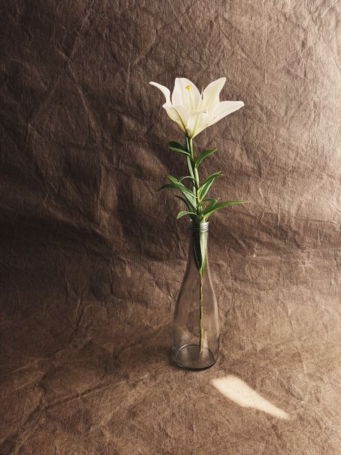 A single white lily stylishly arranged in a glass vase against a textured brown fabric, emphasizing simplicity and beauty.