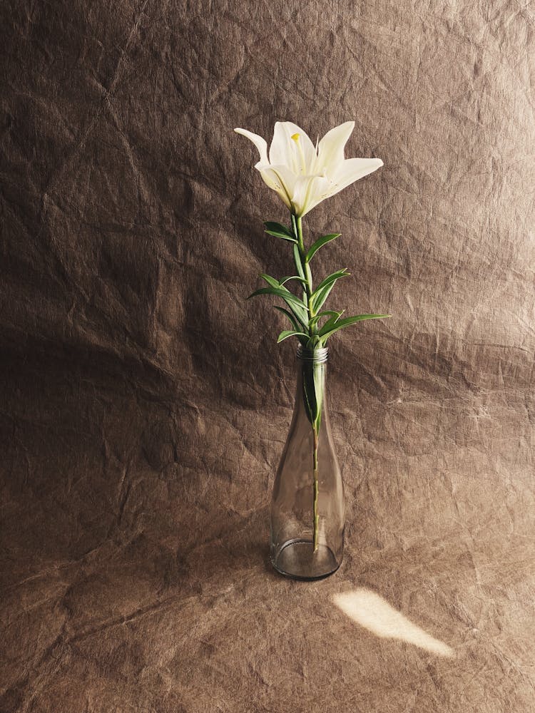 A Single Lily Flower In A Glass Vase 