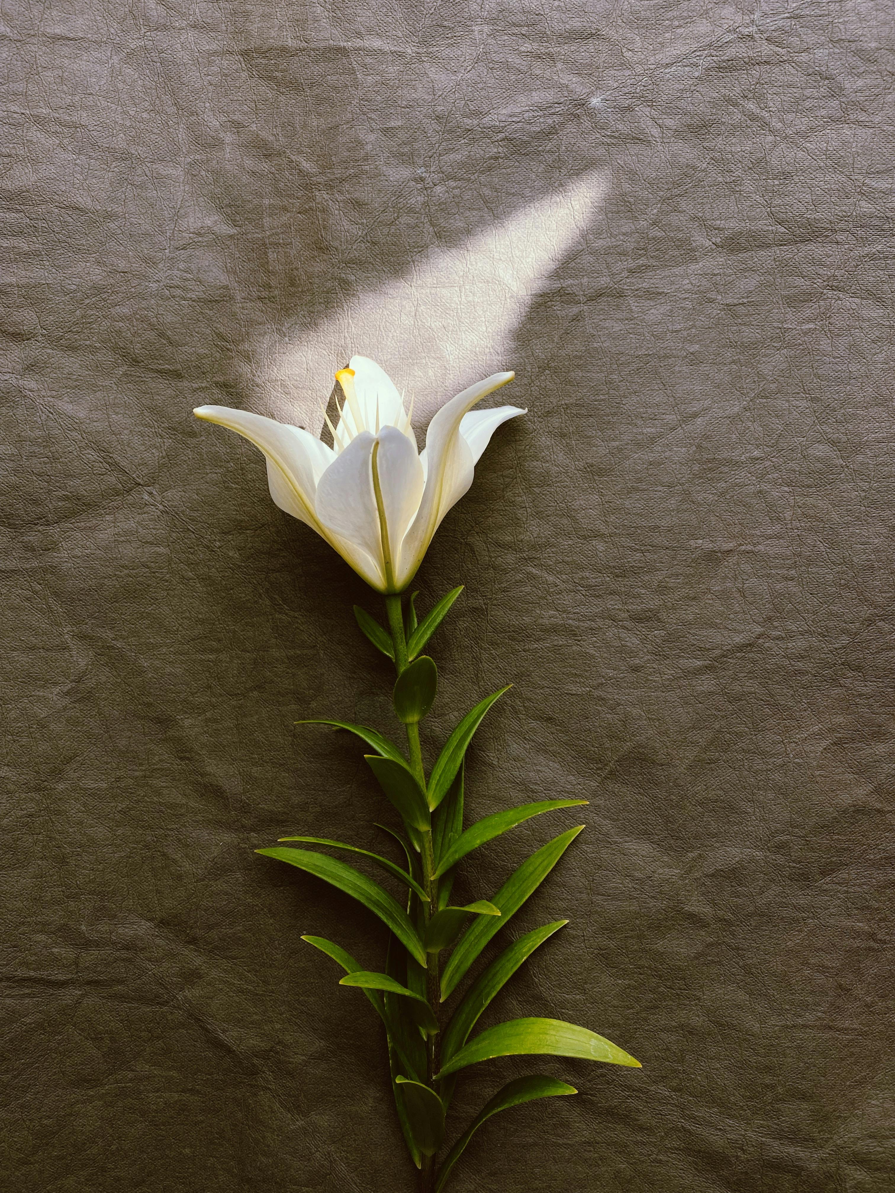 A single white lily on textured background with striking sunlight and shadows.