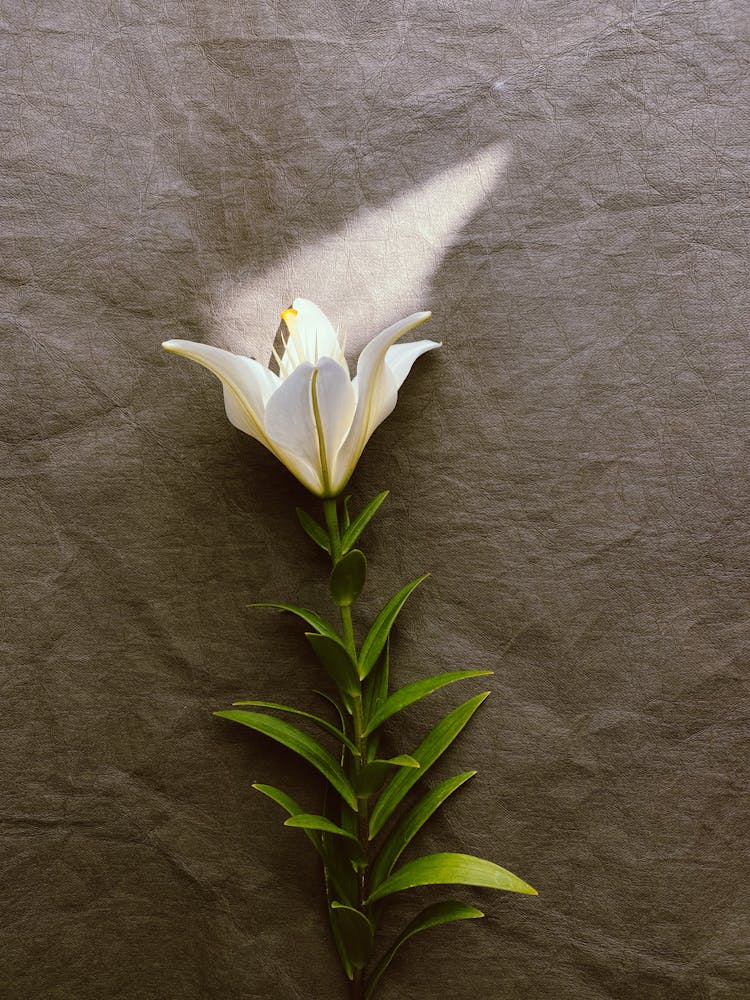 Photo Of A Single White Flower With Sunlight