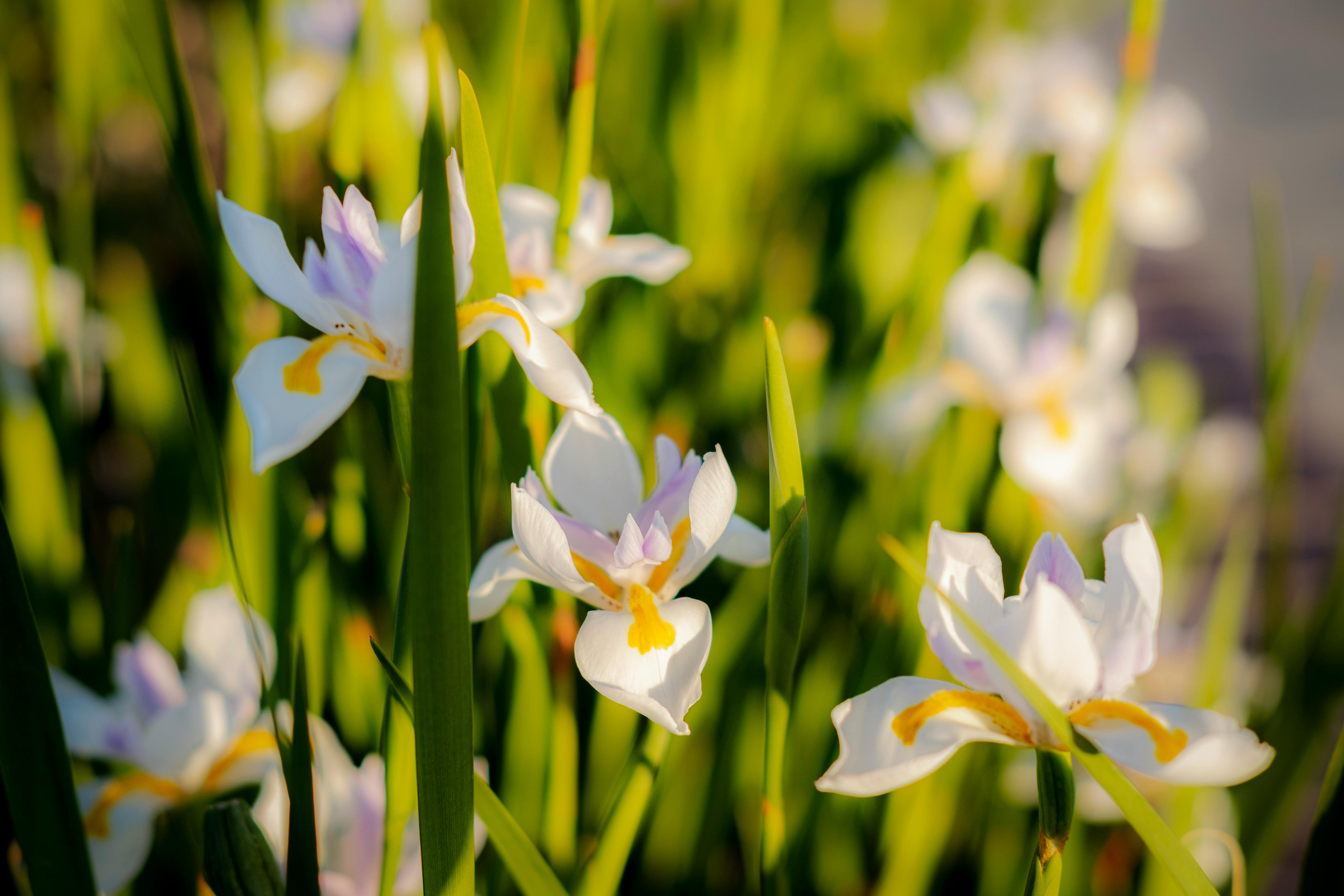 White Iris Flowers · Free Stock Photo