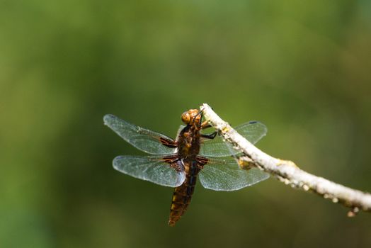 Close-Up Shot of Broad-Bodied Chaser
