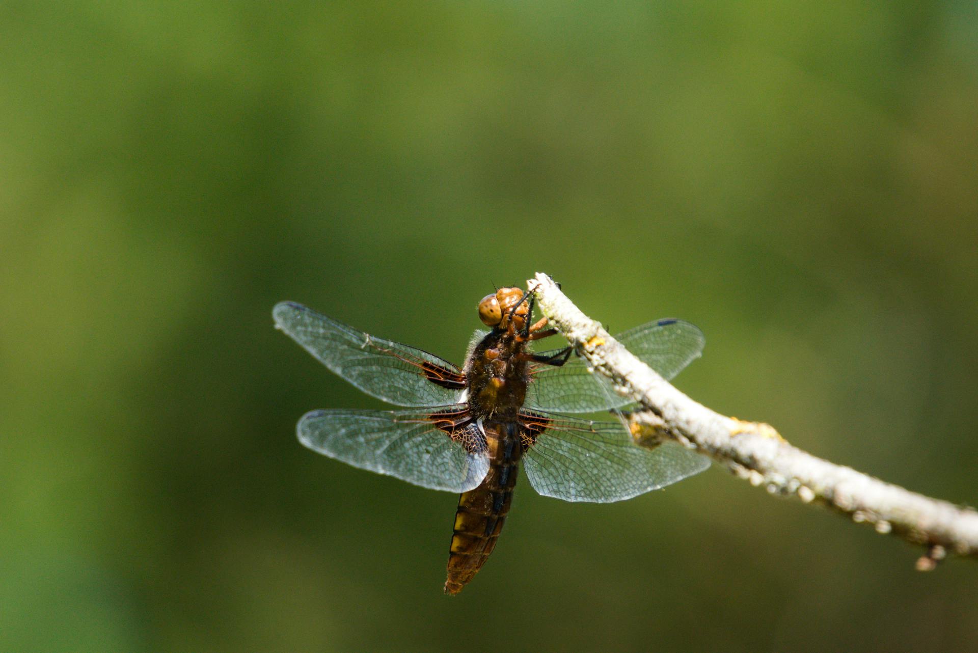 Close-Up Shot of Broad-Bodied Chaser