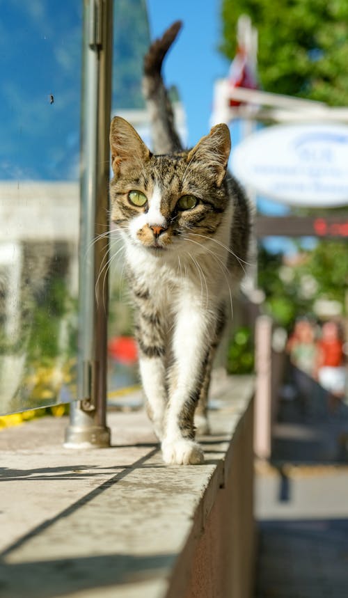 Cat Walking on Concrete Wall