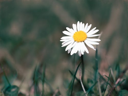 Free stock photo of daisy, flora, flower