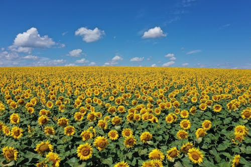 Sunflower Fields Under Blue Sky