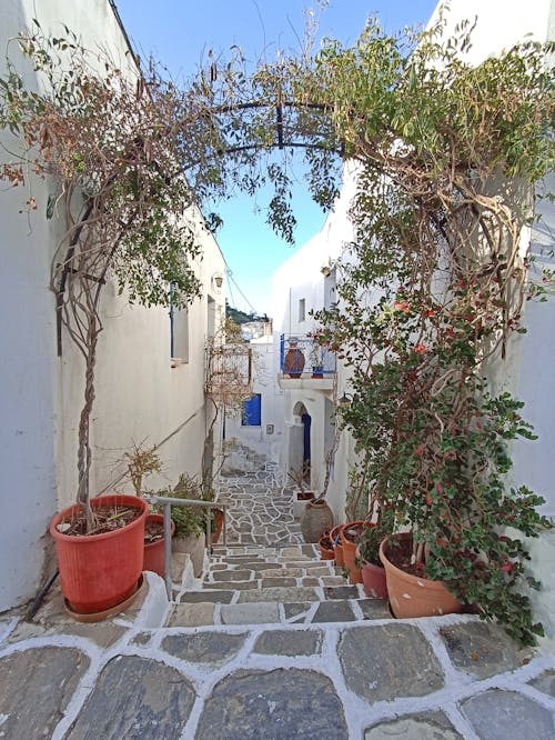 Ivy in a Narrow Alley in Greece 