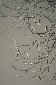 muted grey willow leaves