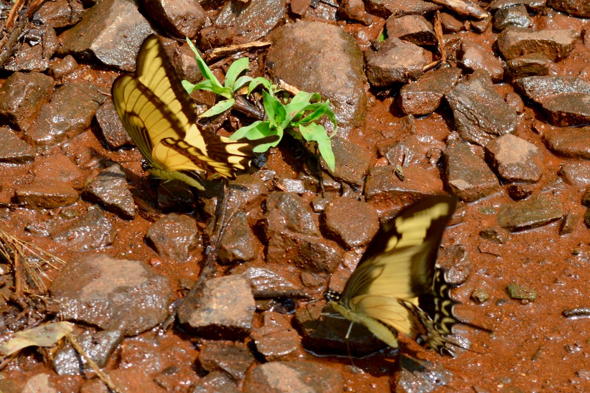 2025 日本生成式 AI 大獎得主揭曉:誰將主導兆美元級市場創新浪潮? 2025 日本生成式 AI 大獎得主揭曉:誰將主導兆美元級市場創新浪潮?