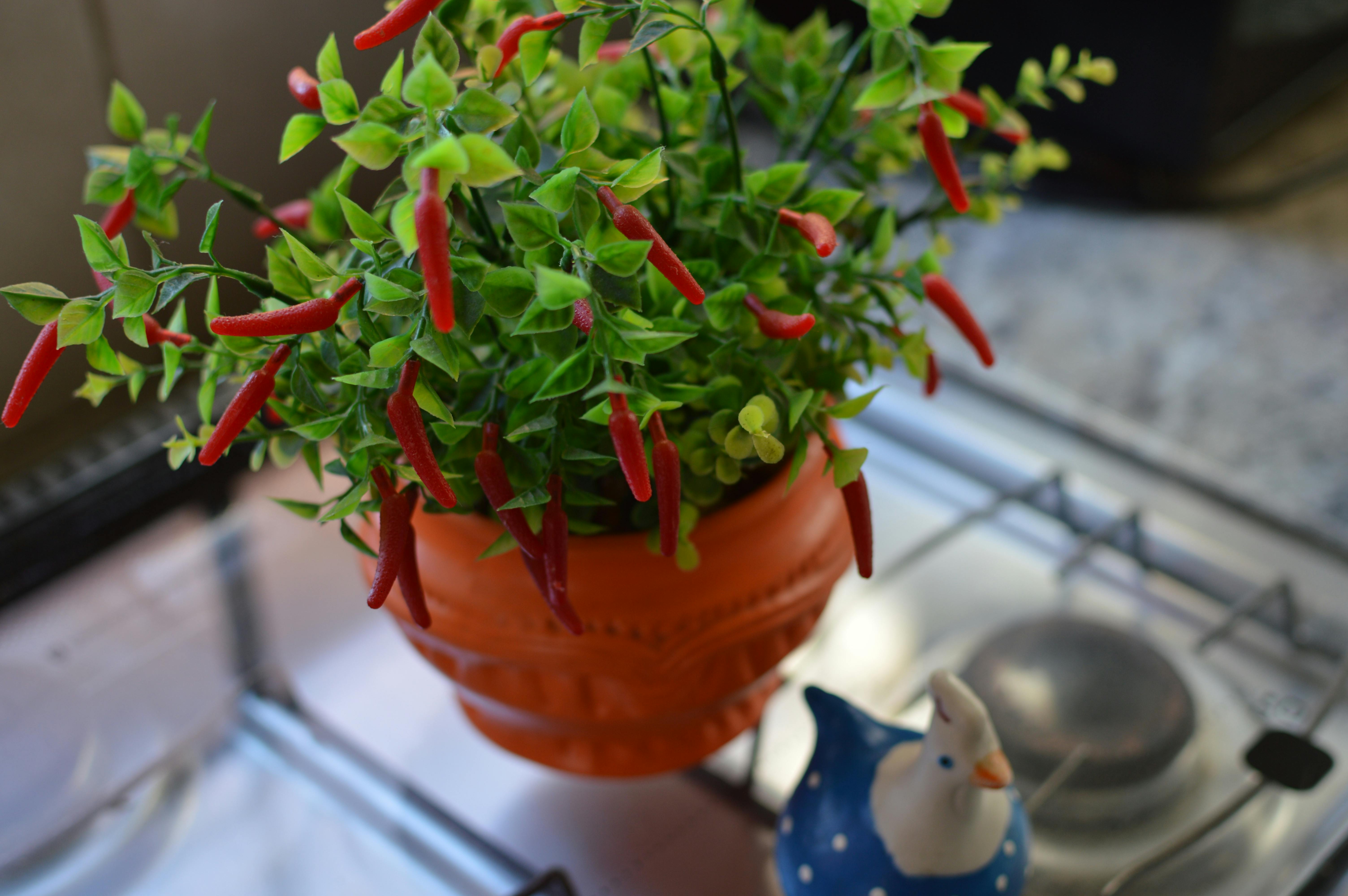 Chilli Pepper on Pot \u00b7 Free Stock Photo