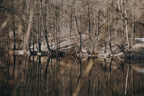Reflection of Bare Trees in the Water
