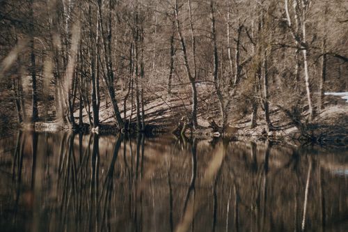 Free A peaceful scene of leafless trees reflecting on a calm lake during winter, offering tranquility. Stock Photo