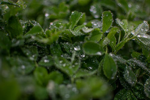 Fotos de stock gratuitas de lluvia, naturaleza, verde