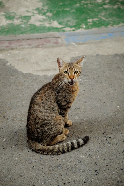Photo of the Grey Tabby Cat