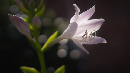 Sığ Odak Lens üzerinde Pembe çiçek