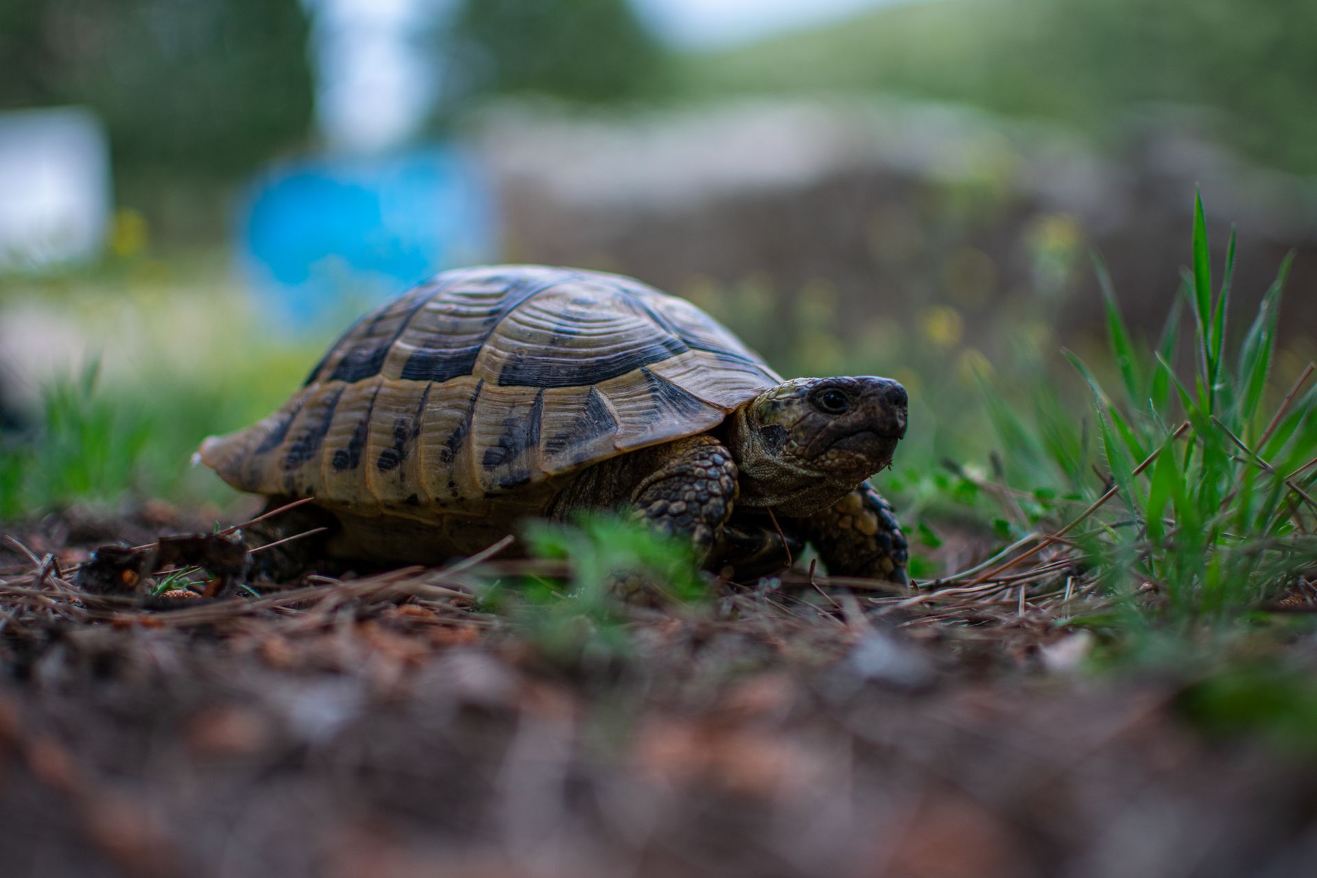 A detailed close-up of a Hermann's tortoise in its natural habitat in Velventos, Greece.