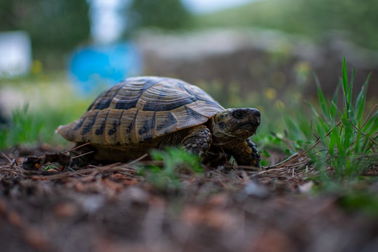 Close-Up Shot Of Hermann's Tortoise On The Ground
