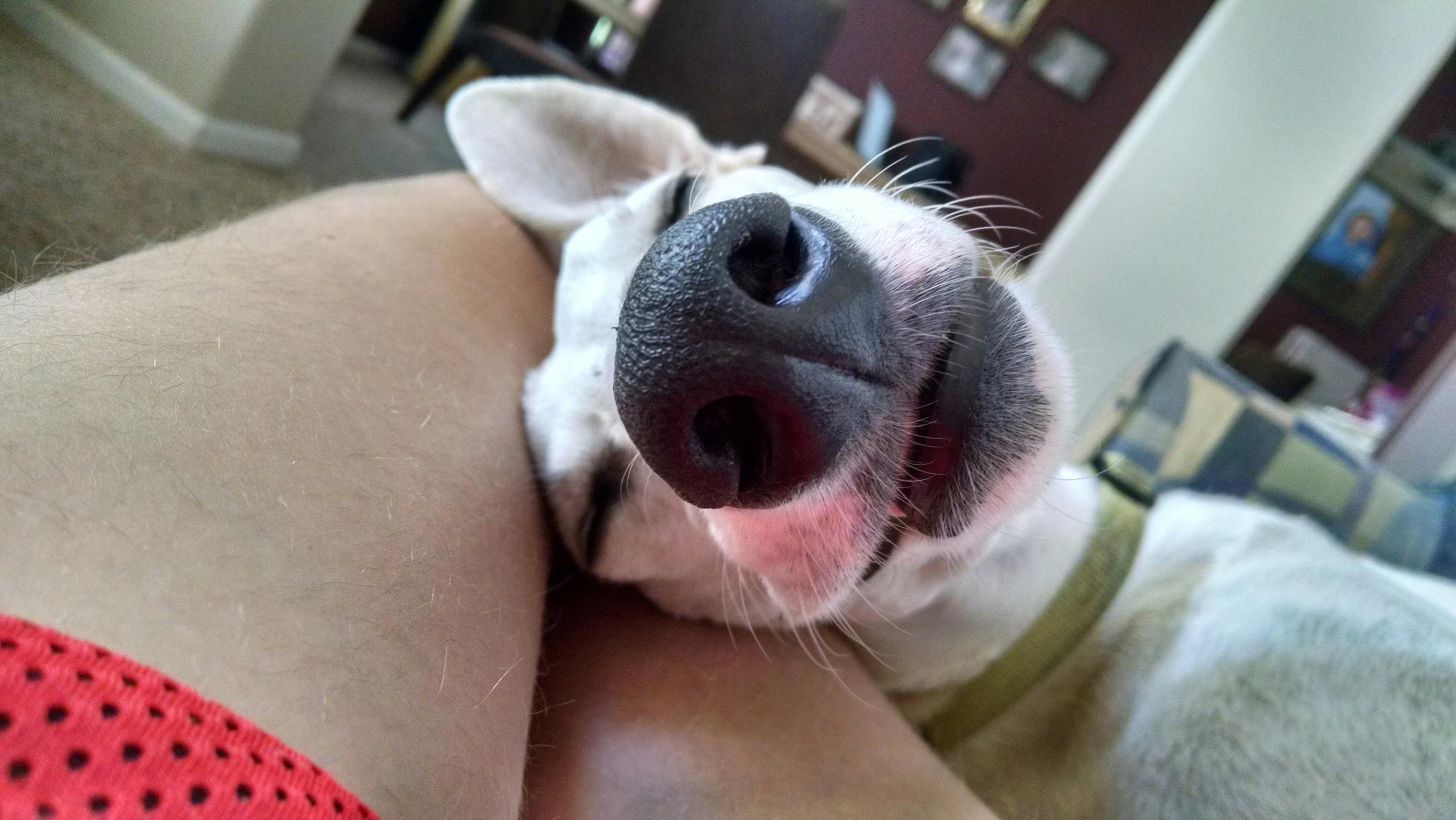 ホイペット 可愛い 犬の無料の写真素材