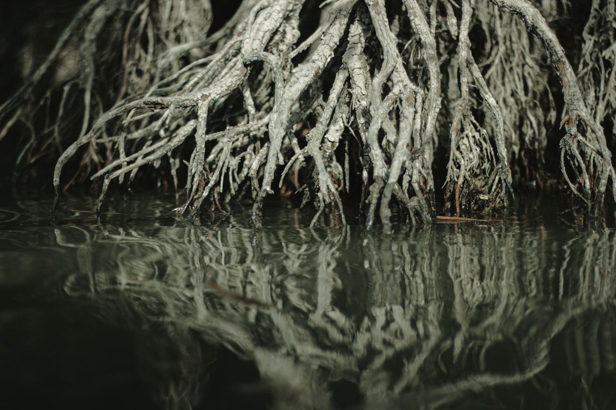 Red Mangrove