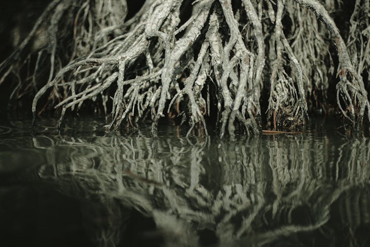Mangrove Tree Roots Reflecting In River