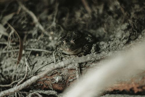 Free A close-up of a frog camouflaged among logs and leaves in a forest setting. Stock Photo