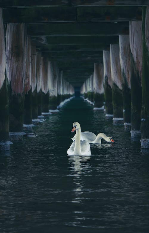 Beautiful White Swans on River 