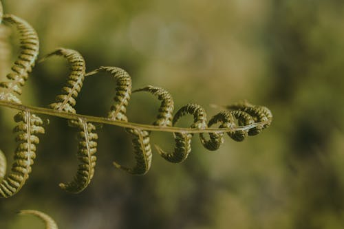 Free Close-Up Shot of Green Fern Plant Stock Photo