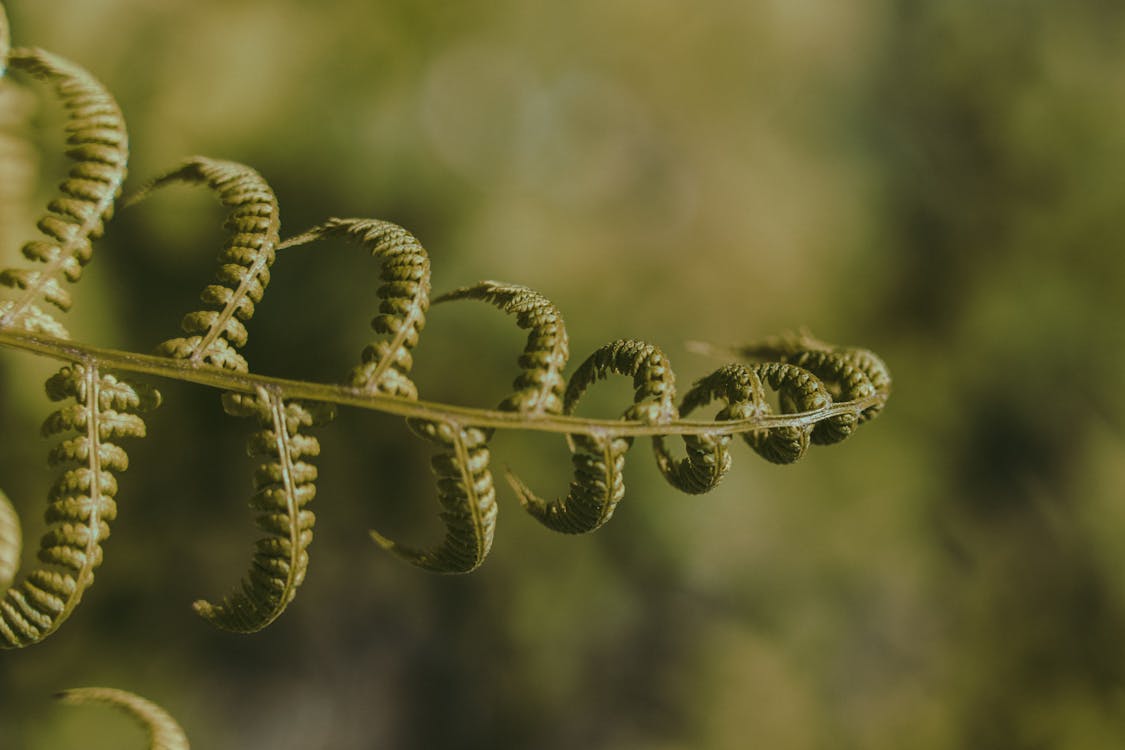 Close-Up Shot of Green Fern Plant