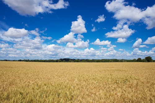 Free Kostenloses Stock Foto zu bauernhof, blauer himmel, englische landschaft Stock Photo