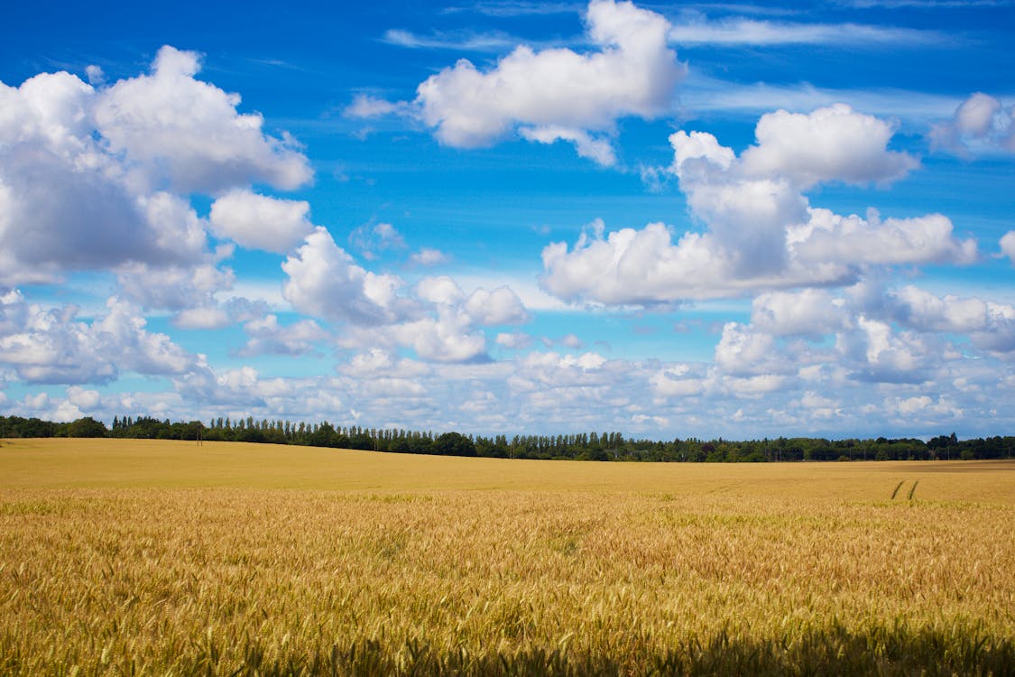 Бесплатное стоковое фото с зерновые, лес, облака