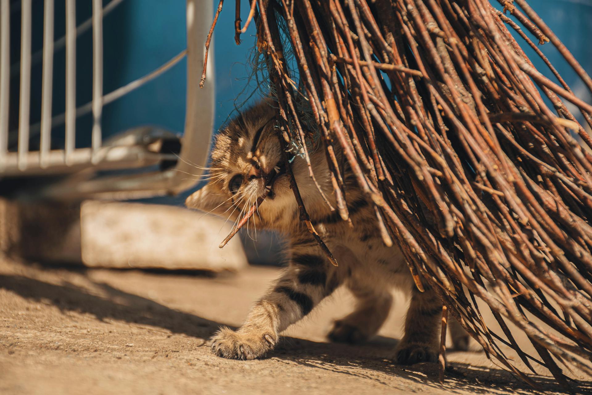 Cat Biting a Dry Stem