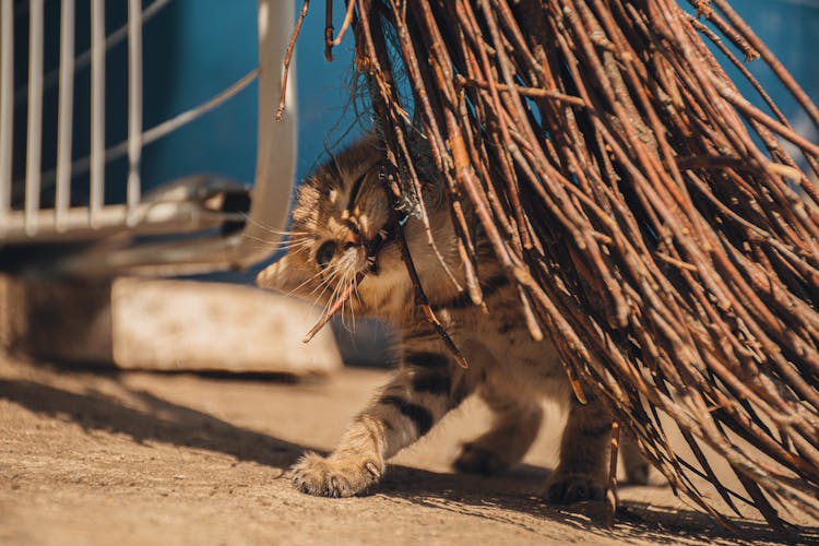 Cat Biting A Dry Stem